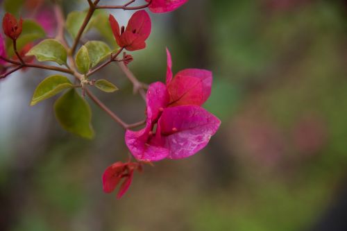flower bougainvillea spring