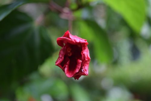 flower red flower nature