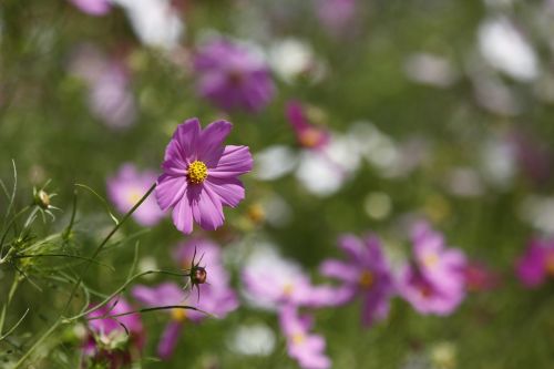 flower blossom summer