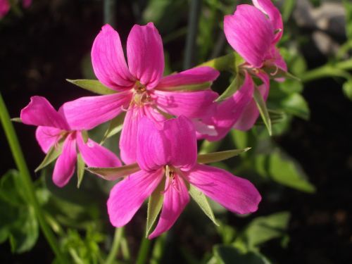 flower geranium pink flower