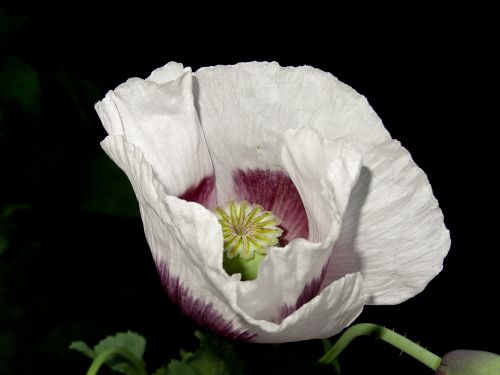 flower white poppy