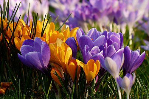 flower crocus violet