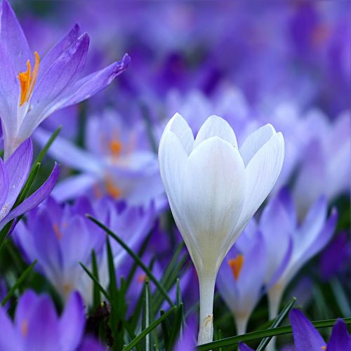 flower crocus blue