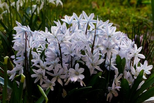 flower early bloomer scilla