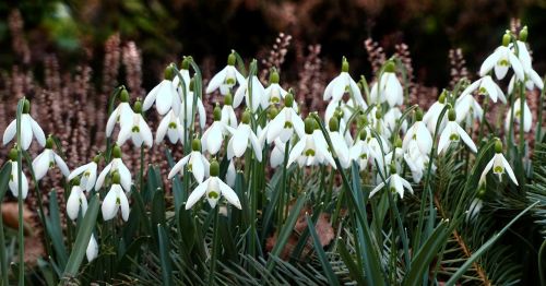 flower snowdrop galanthus