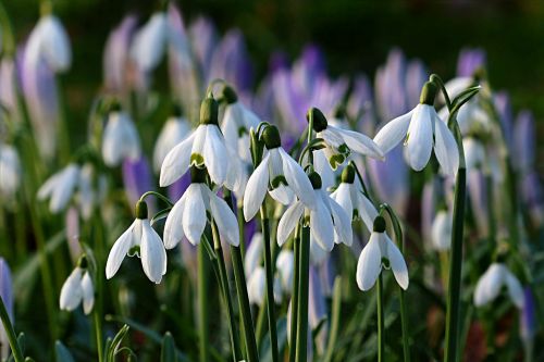 flower snowdrop galanthus