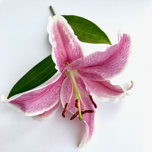 flower lily pink