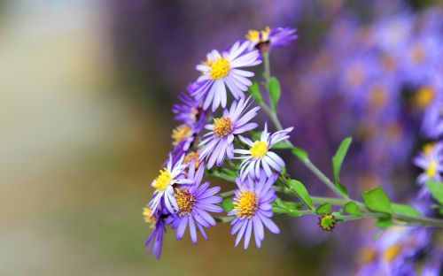 flower flowers violet