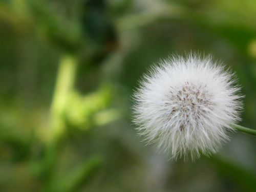 flower dandelion furry