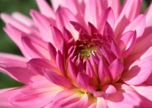 flower pink petals