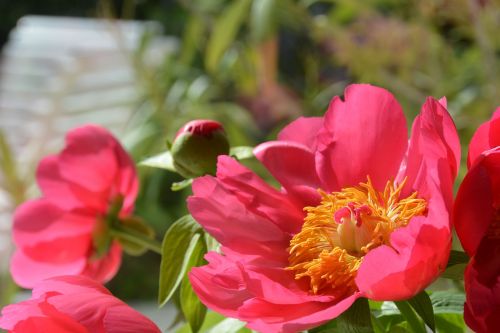 flower peony pink