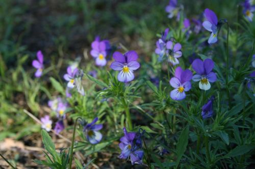 flower blue spring