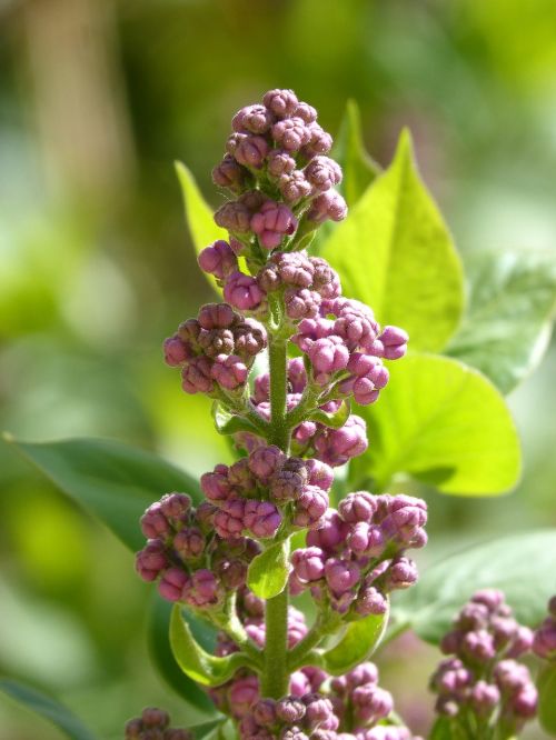 flower cocoon bloom