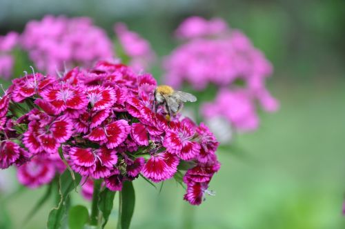 flower insect nature