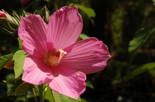 flower hibiscus rosa