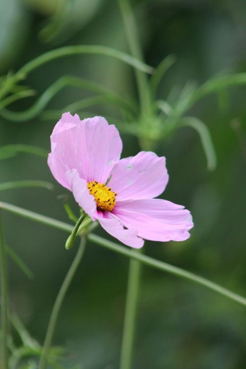 flower spring natural