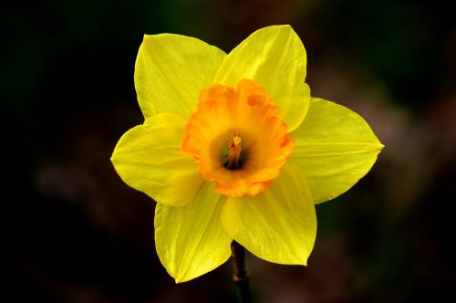 flower daffodil spring