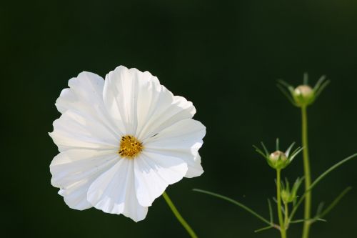 flower spring nature