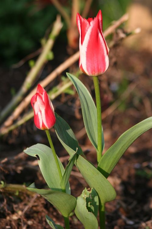 flower tulip nature