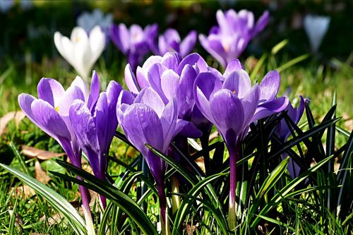 flower crocus violet