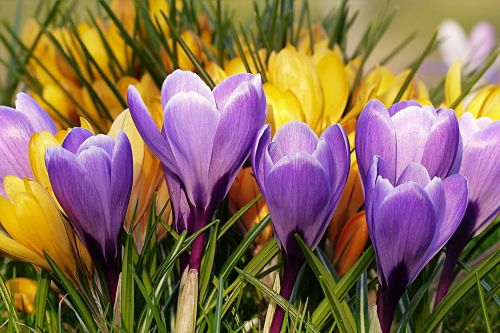 flower crocus violet