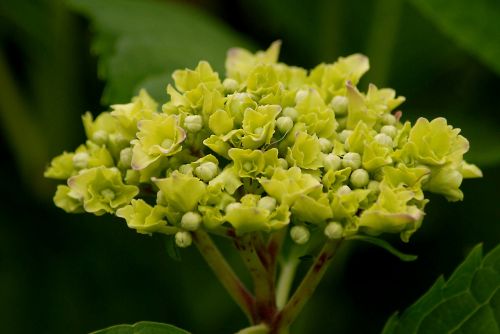 flower hydrangea buds