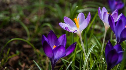 flower crocus spring