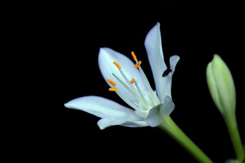 flower black white