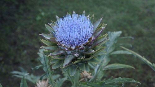 flower plants nature