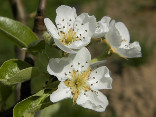 flower sprig pear