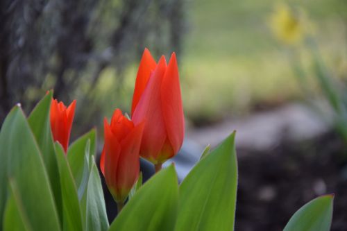 flower red nature