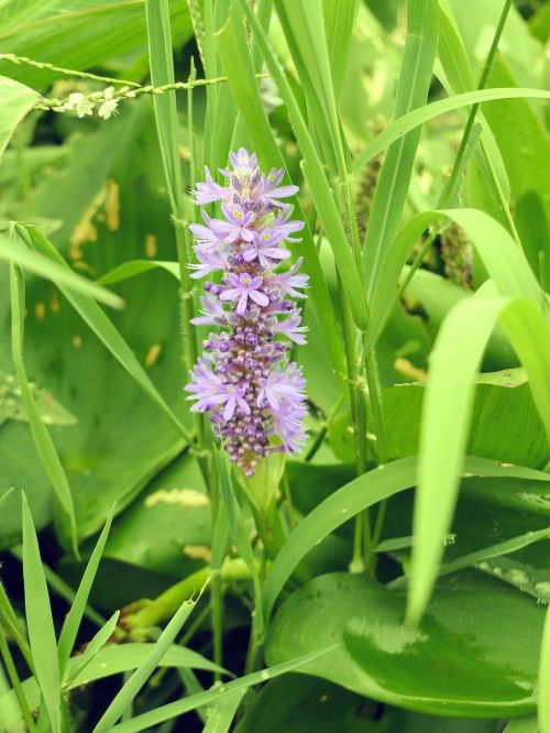 flower purple grass