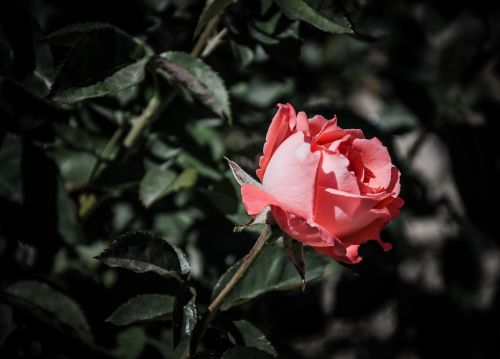 flower garden nature