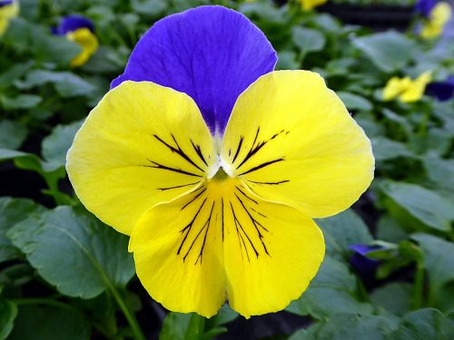 flower thinking viola