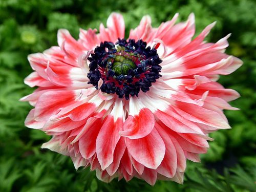 flower anemone pink