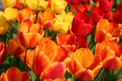 flower tulip spring