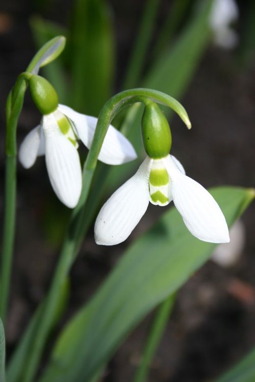 flower nature plant