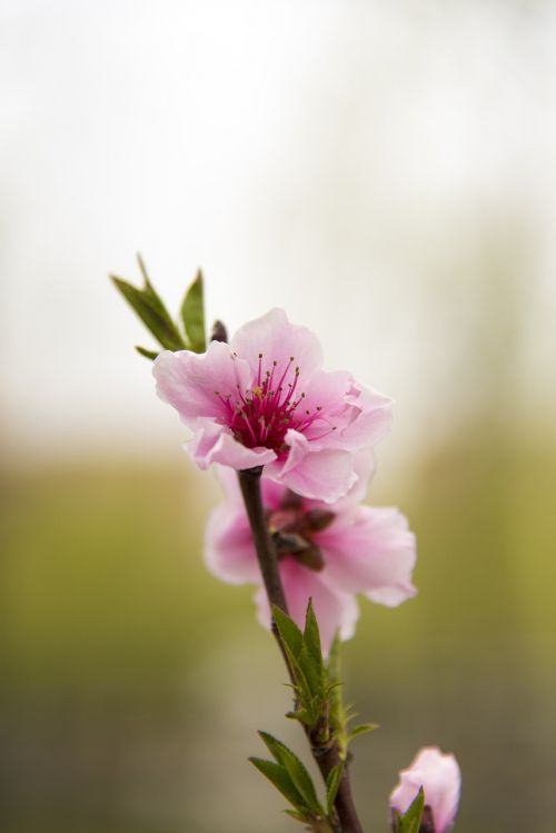 flower spring cherry blossom