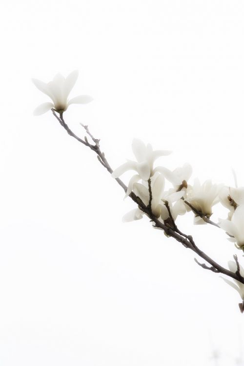 flower spring white