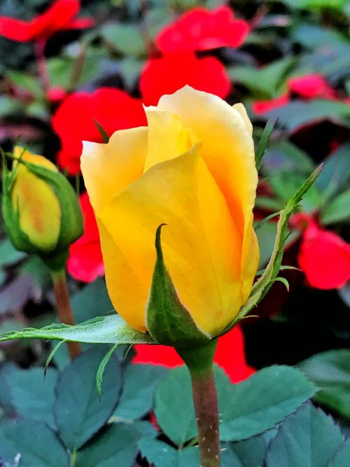 flower rose yellow