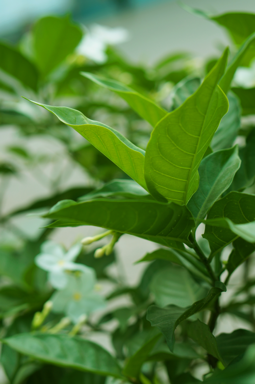 flower green leaf