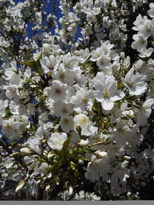 flower white beautiful