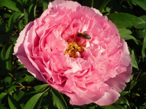 flower pink peony