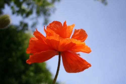 flower poppy orange