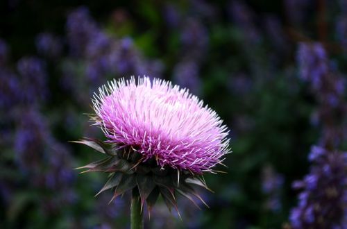 flower plant pink