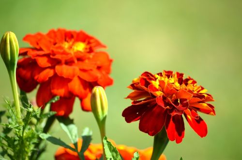 flower plant petal