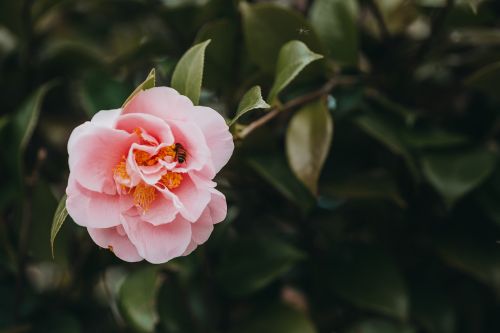 flower camellia plant