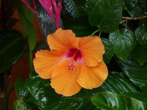 flower hibiscus orange