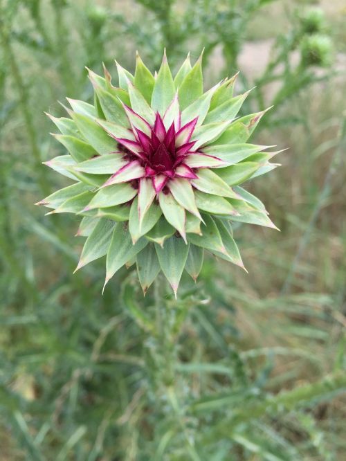 flower nature thistle