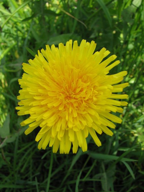 flower yellow yellow flower